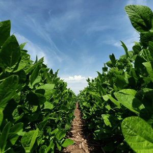 Field during the day