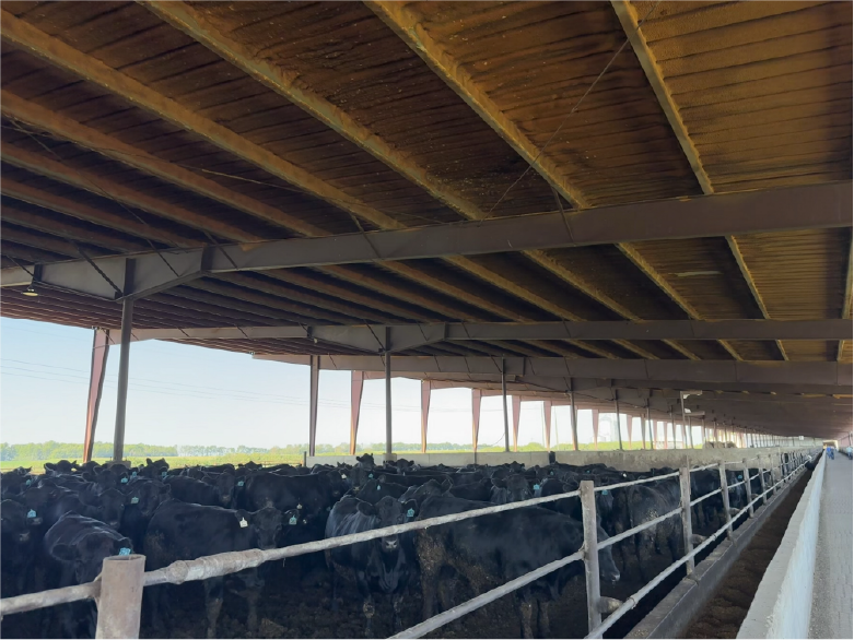 Cattleman Tour - Black cows in shelter