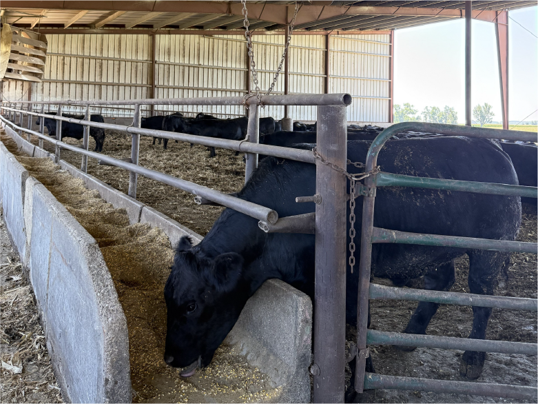 Cattleman Tour - black cow eating feed