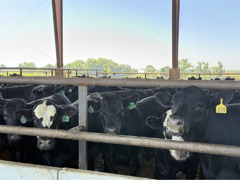 Cattleman Tour - black cows in shelter close up