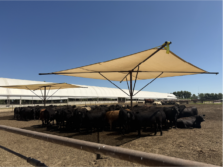 Cattleman Tour - cows in shade