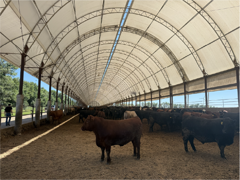 Cattleman Tour - inside shleter with cows