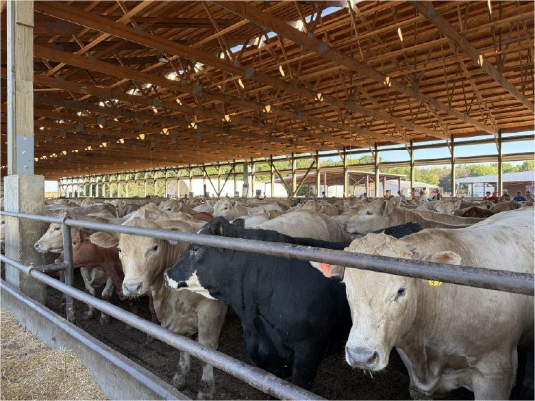 Cattleman Tour - mixed cows in shelter