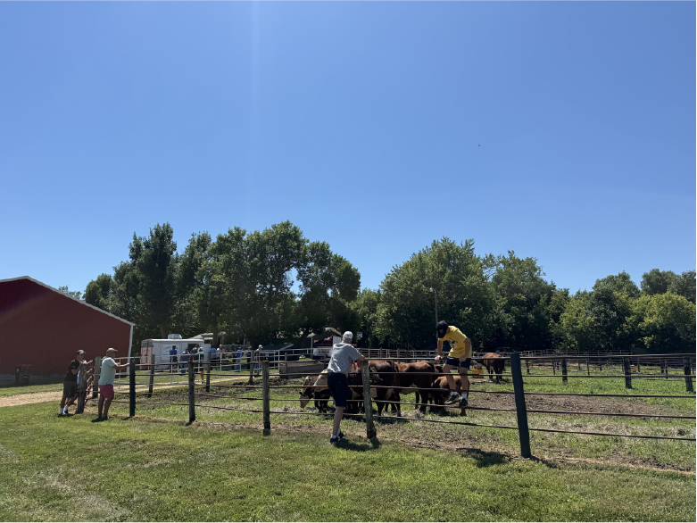 Cattleman Tour - people looking at fenced cows