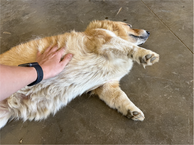 Cattleman Tour - petting dog