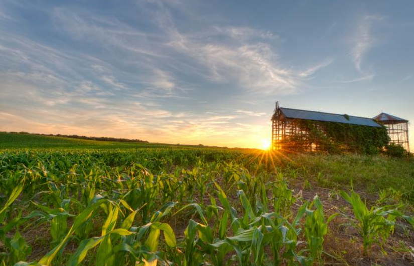 Field with sunset