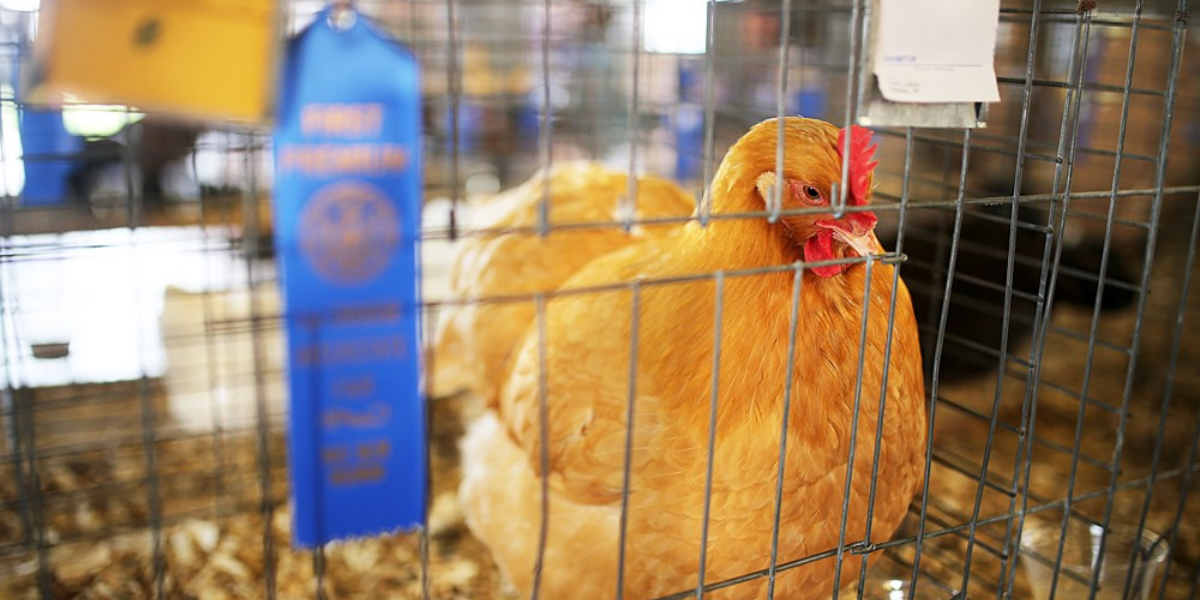 These 4-H siblings enter almost 100 projects in the county fair. Here's how they do it