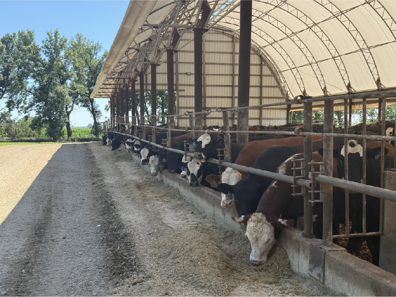 Spend a day at the 2026 Minnesota State Cattlemen’s Summer Beef Tour