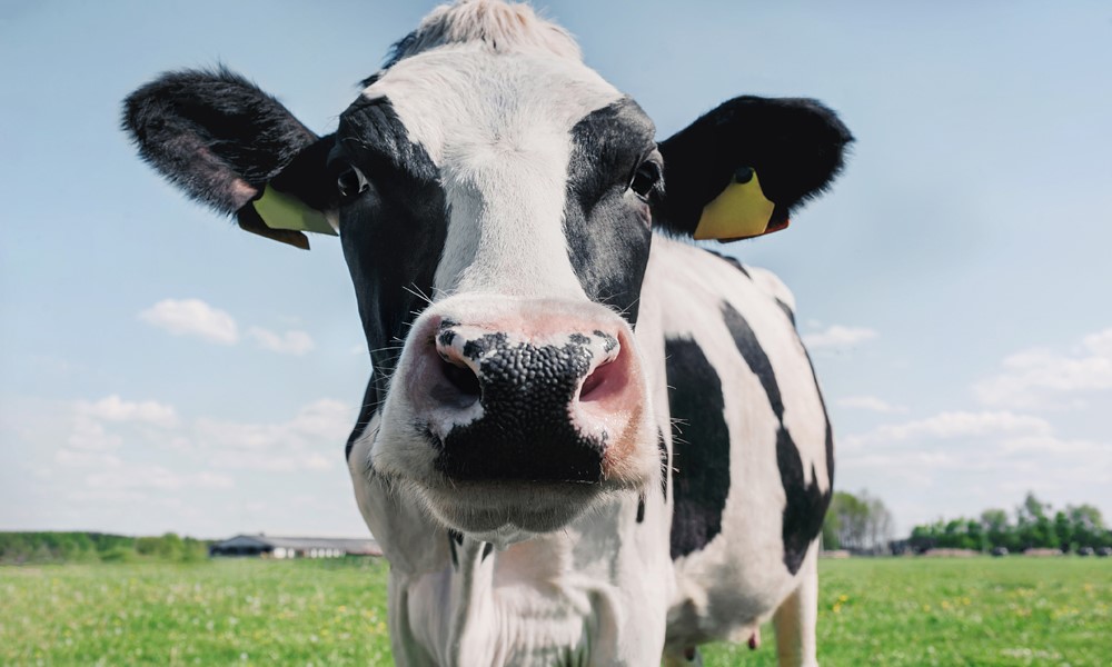 June is National Dairy Month: Here's a snapshot of Minnesota Dairy