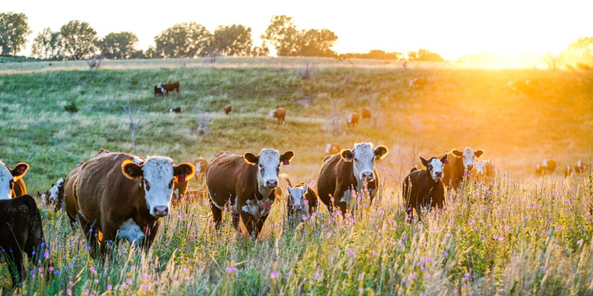 Meet the Doers inside Minnesota's thriving beef industry