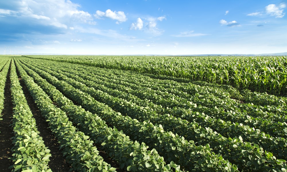 As corn and bean prices recover, what's a farmer's next move?