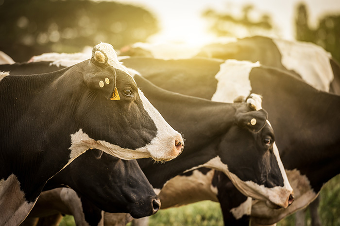 What's ahead for Minnesota dairy producers in 2019?