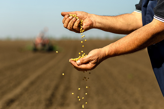 The tariff effect and Minnesota soybeans: What's next?