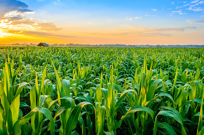 The challenge of managing expenses through low corn markets