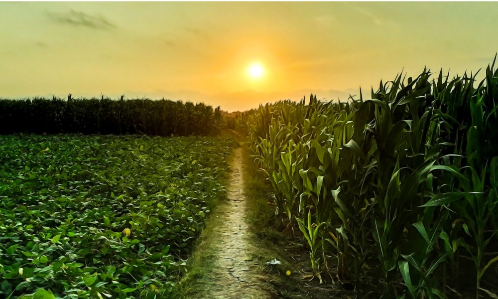 Spring planting 2021: What's ahead for corn and soybeans?