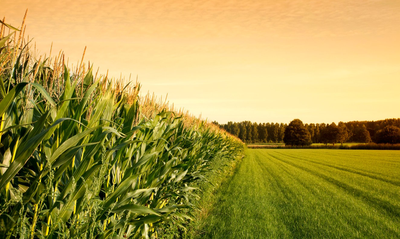 Crop insurance coverage: What you need to know and why you should review