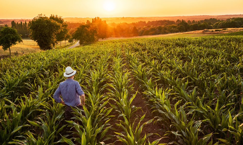 Get strategic with inputs as you prepare to renew your ag operating loan