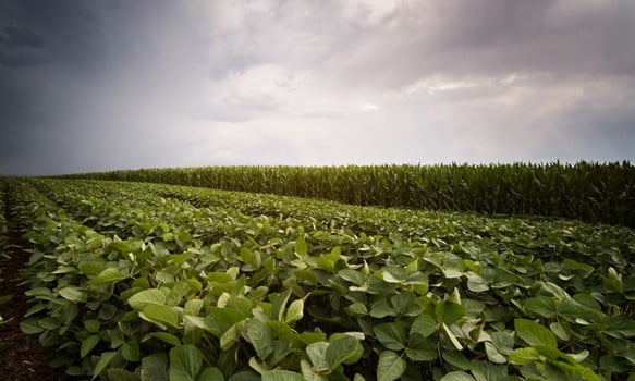 2022 Minnesota corn and soybean growing season: A year of strong commodities, rising inputs