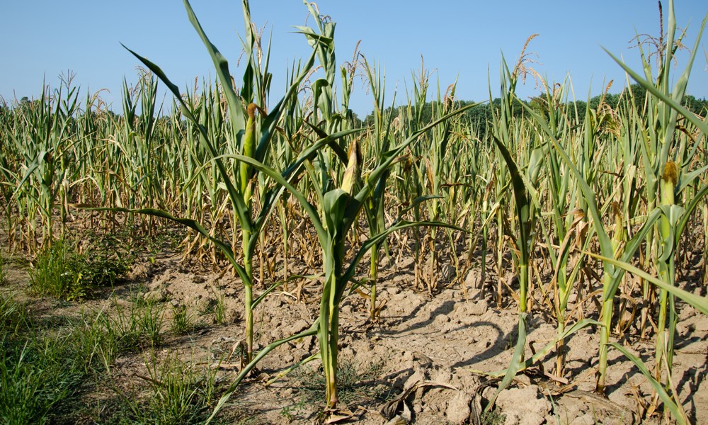 Will widespread drought threaten yields in 2021?